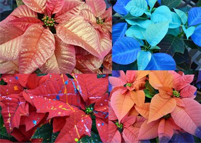 paintedp poinsettia